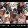 коты