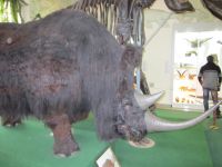 Краеведческий музей - 2