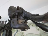 Краеведческий музей - 5