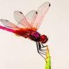 Krasnaya strekoza--original
