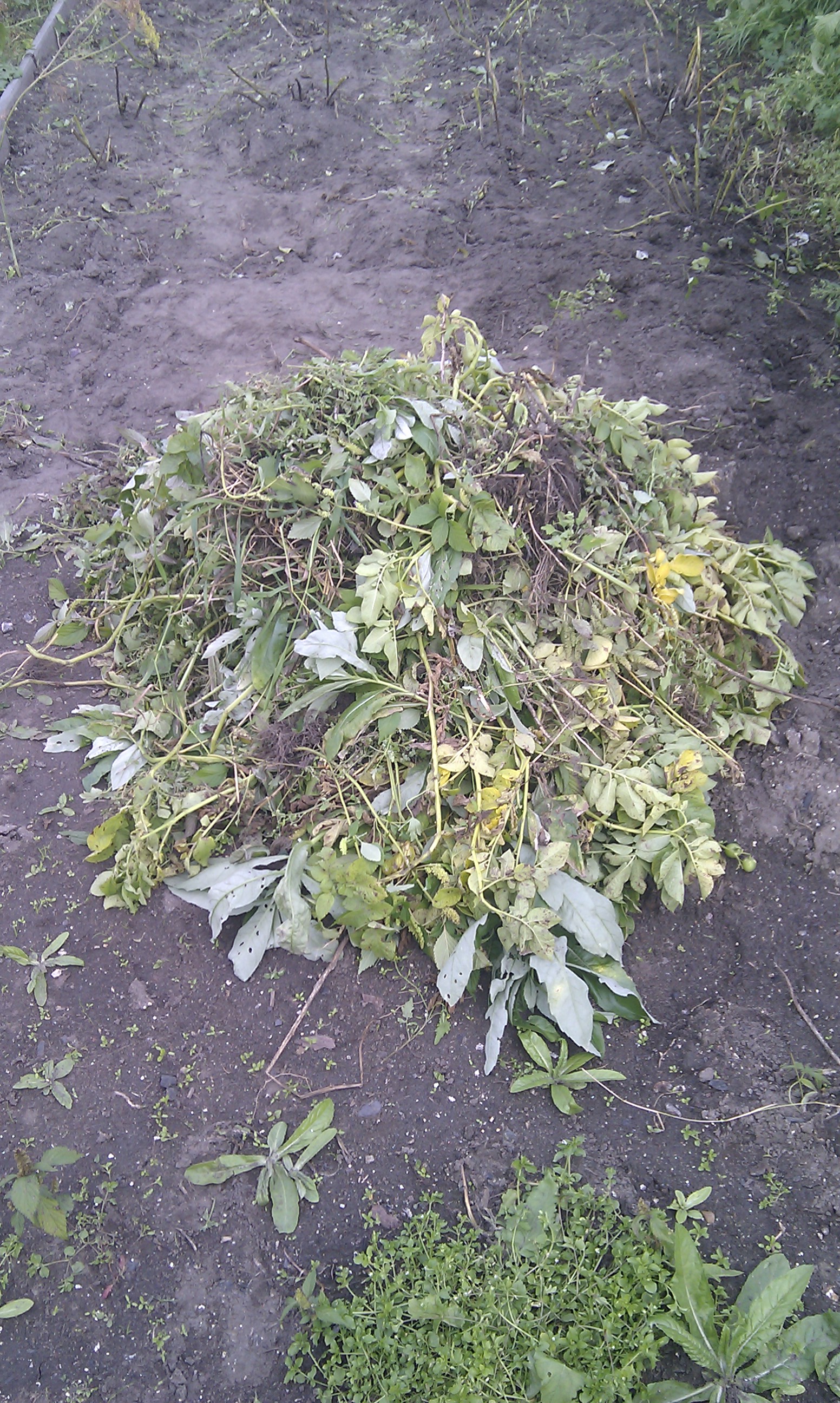 Куча дохлой травы)))))