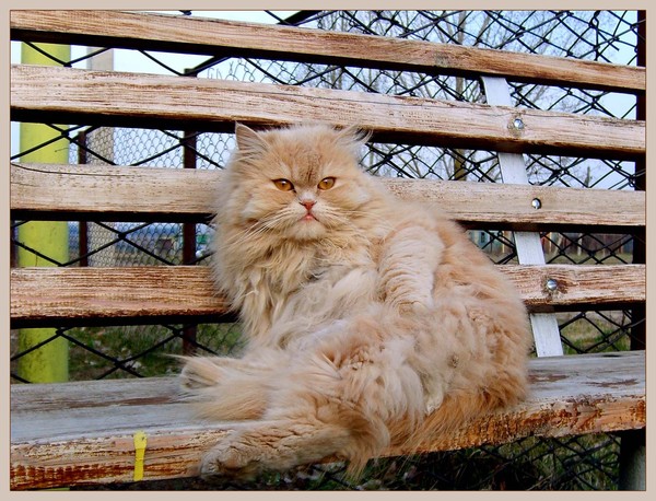 Купчиха после чая!!!