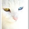 котофей разноглазый
