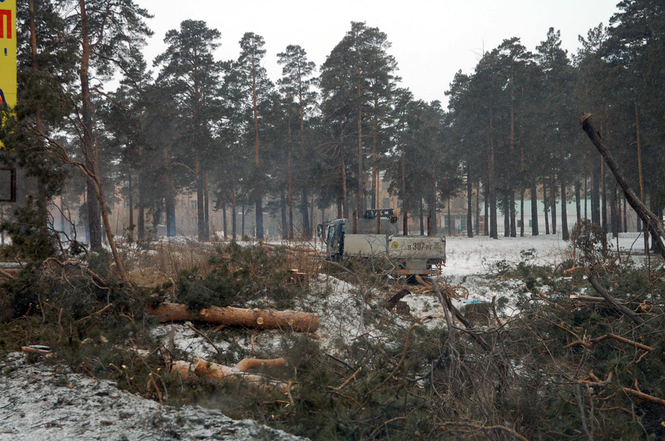 Идёт вырубка леса