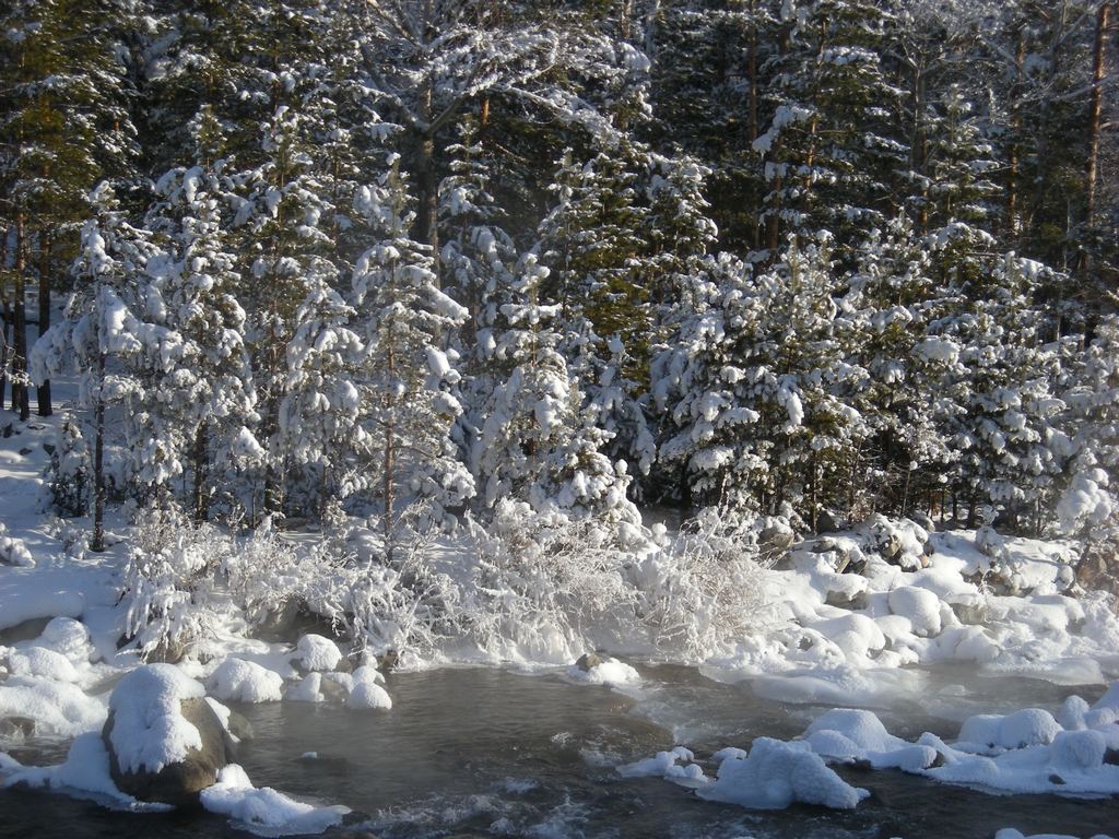 Лес, Кынгарга, январь 2012