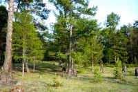 Вот такой лес Вот такой лес