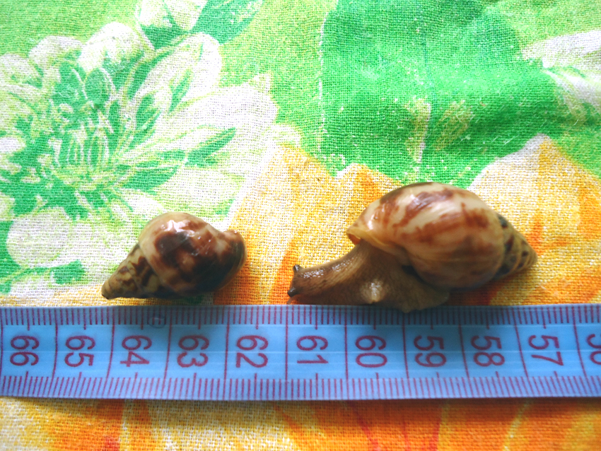 Лимиколярия фламмеа