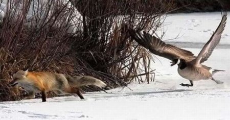 лисяка-от-гуся-убегака