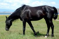 Коняга Коняга