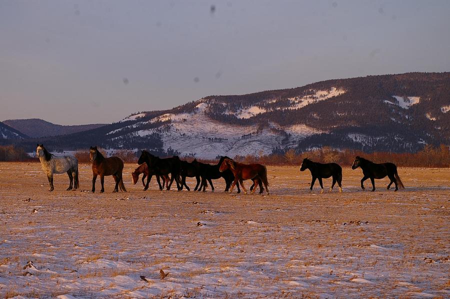 лошадки