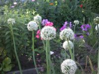 Цветок...лучочечный))))ыыыггг Цветок...лучочечный))))ыыыггг