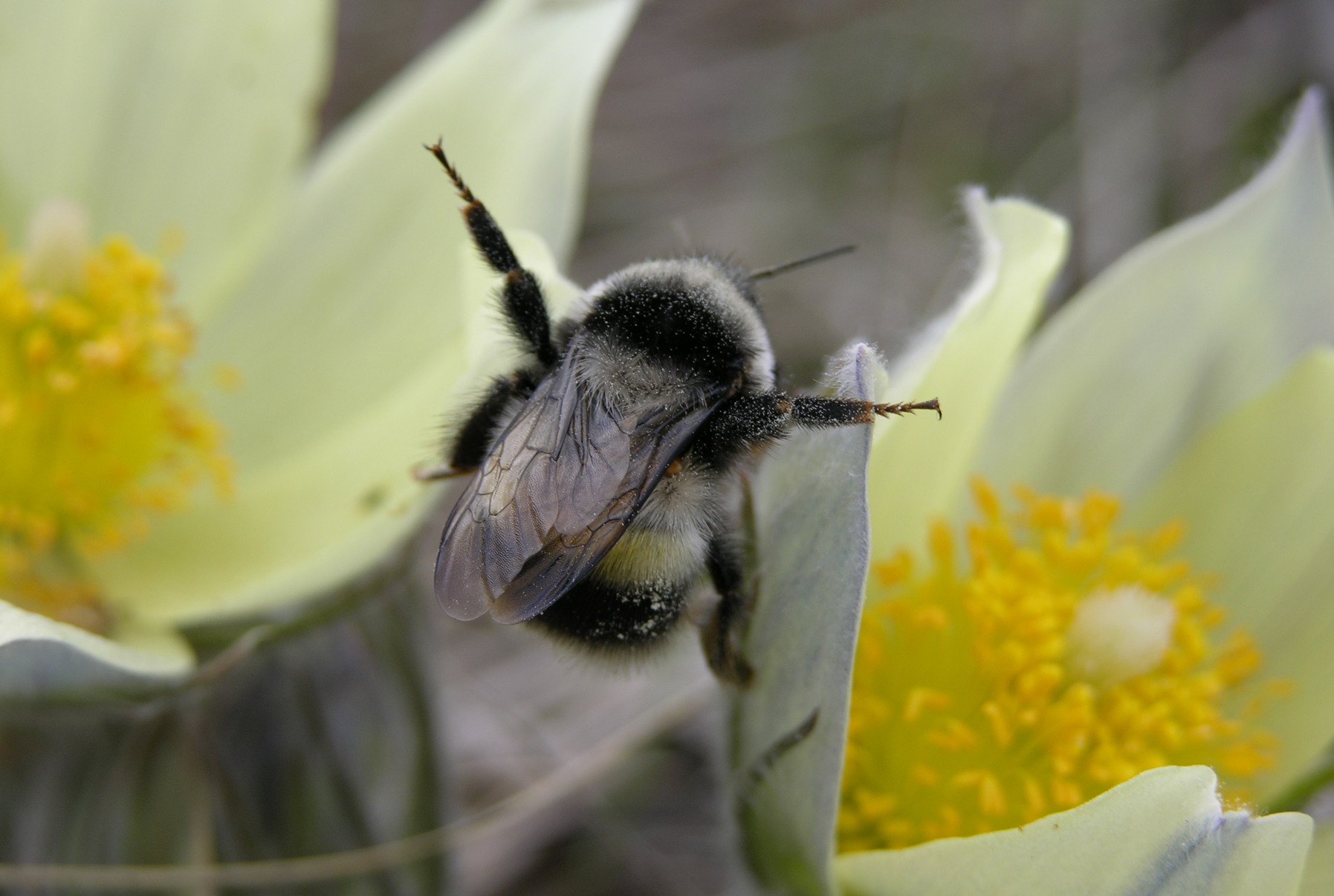 Ветер был, а шмель держится