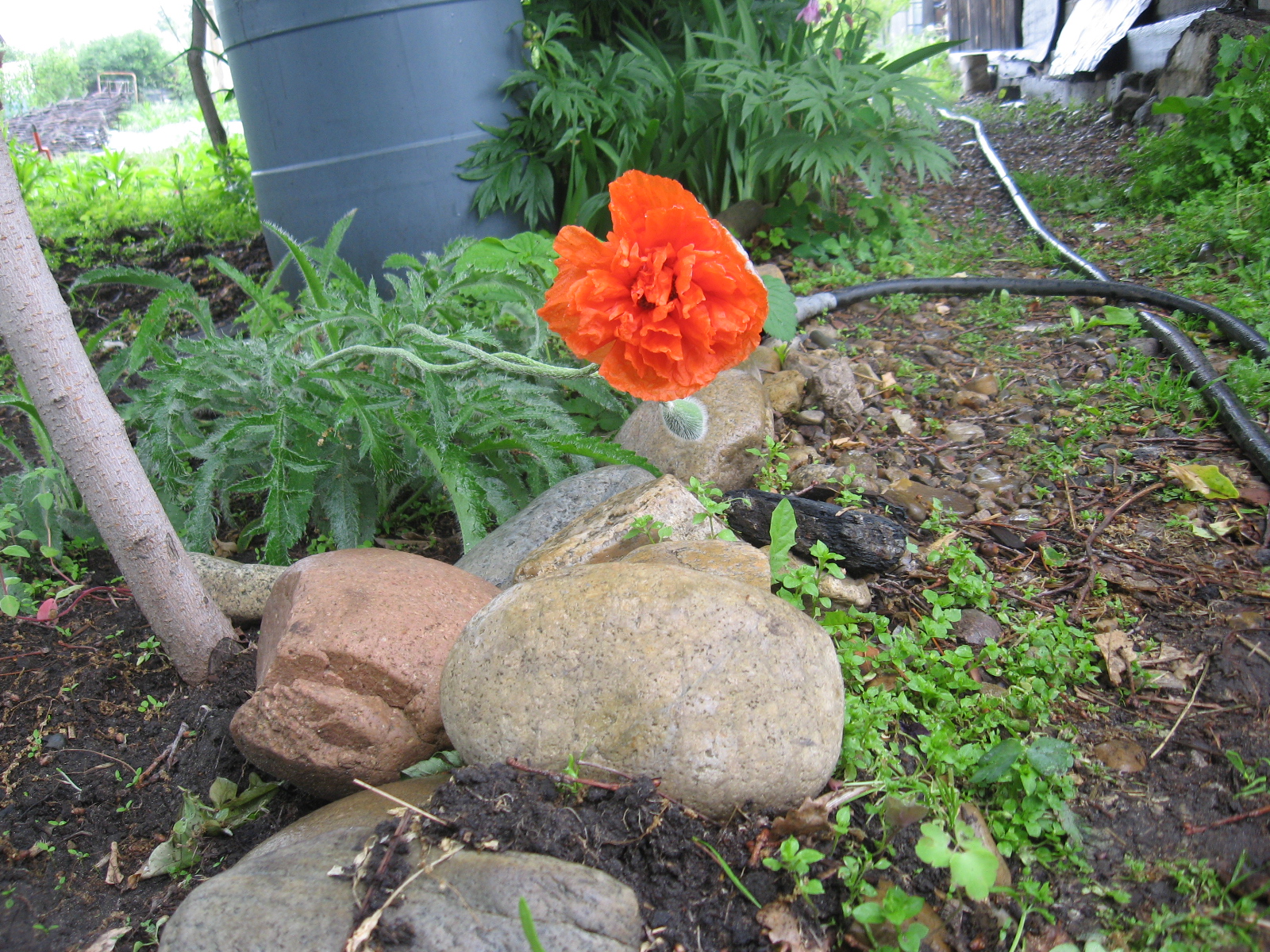 Восточный мак