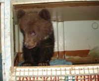 Медвед строит глазки Медвед строит глазки