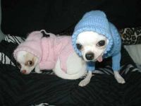 пес в пальто
