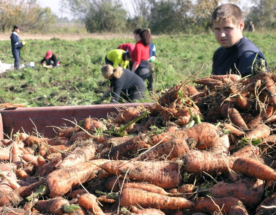 На Китай надейся, а сам не плошай. Учащиеся ПУ-8 на уборке в «Тепличном»
