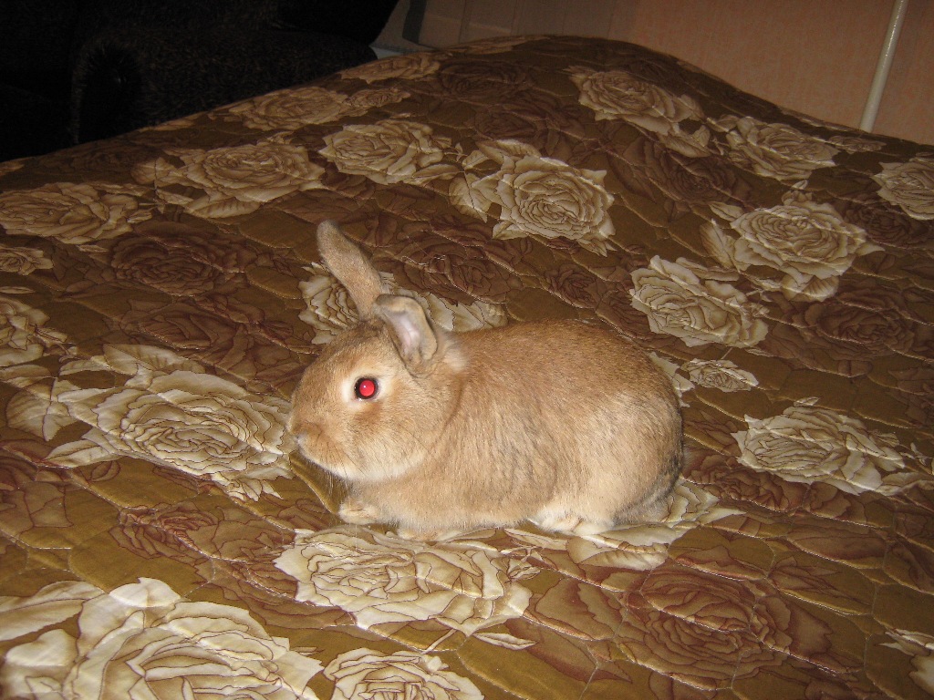 Моя  зайка,  в  цвет  интерьера  )