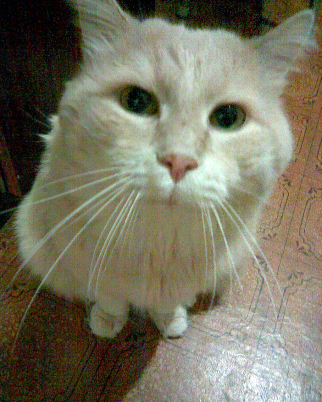 Кот-мутант.