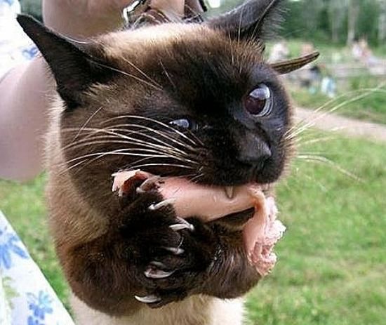 Сосиска- мой компас земной, Сосиска - награда за смелость, Сосиски довольно одно....