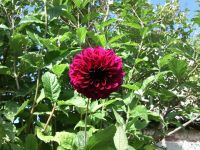 Георген2 Георген2