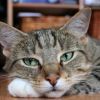 кот
