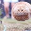 неопознанный летающий котообъект :D