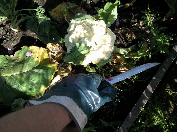 Капец цвитной сирёгиной капусте