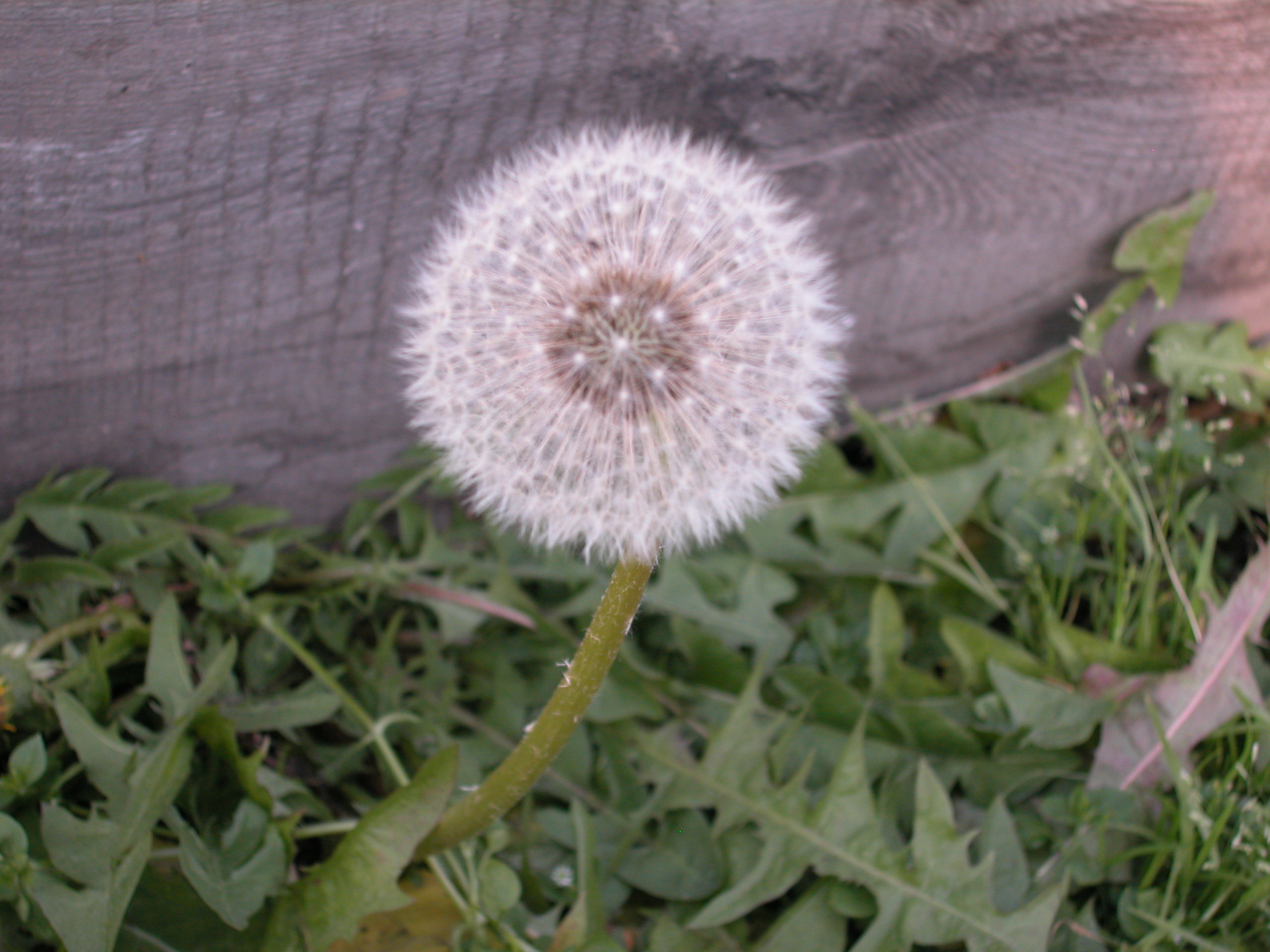 Октябрьский одуванчик