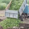 Через минуту эти огурцы будут уничтожены