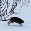 Ондатра спешит на публичные слушания о парке им. 10 летия Ангарска