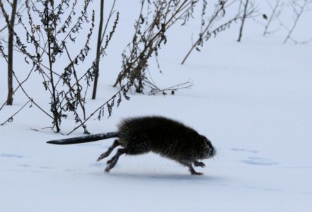 Ондатра спешит на публичные слушания о парке им. 10 летия Ангарска Ондатра спешит на публичные слушания о парке им. 10 летия Ангарска