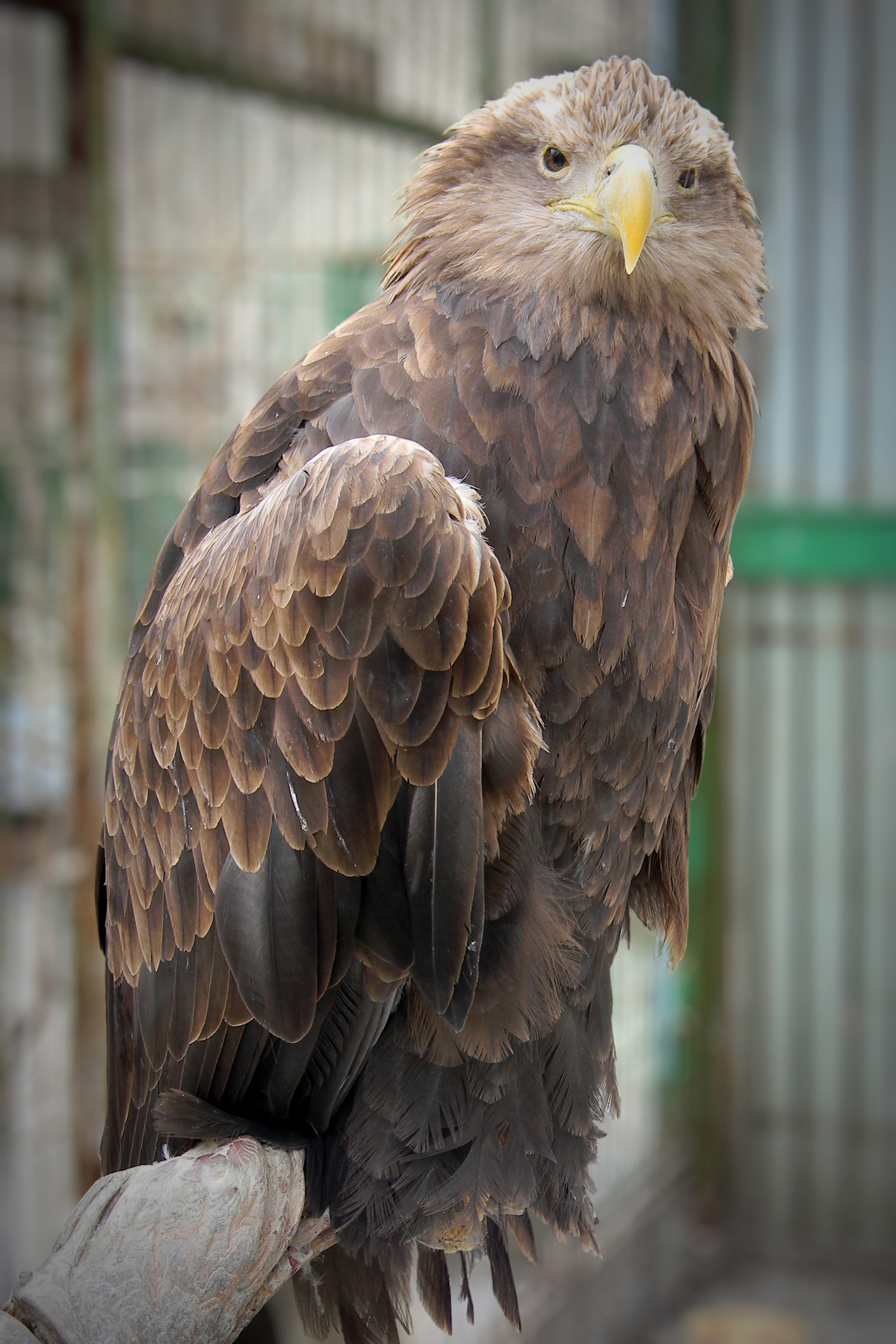 Вот такая я птичка!