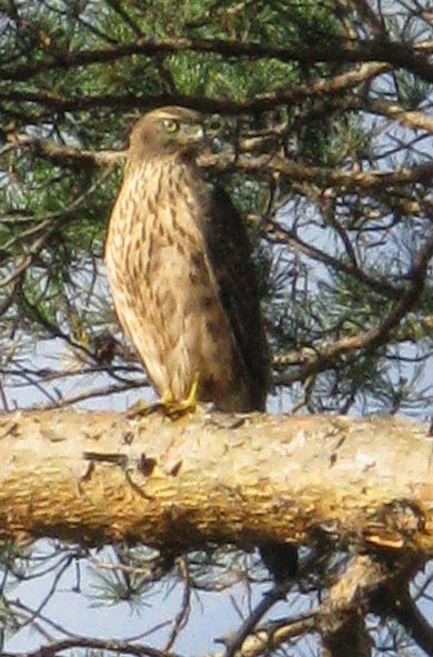 Что за птичка? (точно)