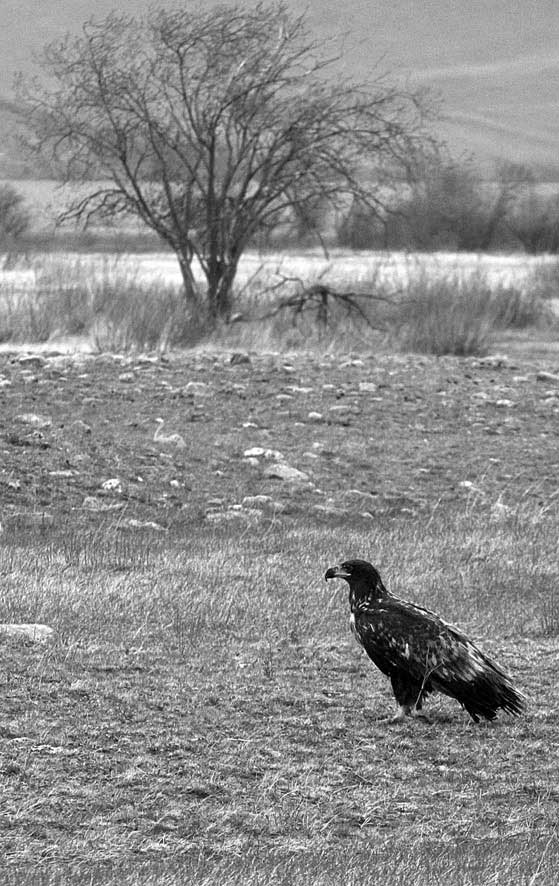 Счастье – что оно? Та же птица... в неволе не размножается.