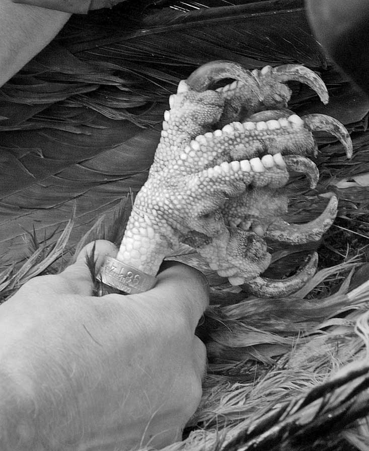 Орлана окольцевали