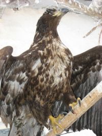 Гордый представитель исчезающего вида Гордый представитель исчезающего вида