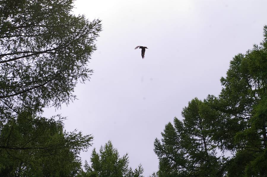 орел играет