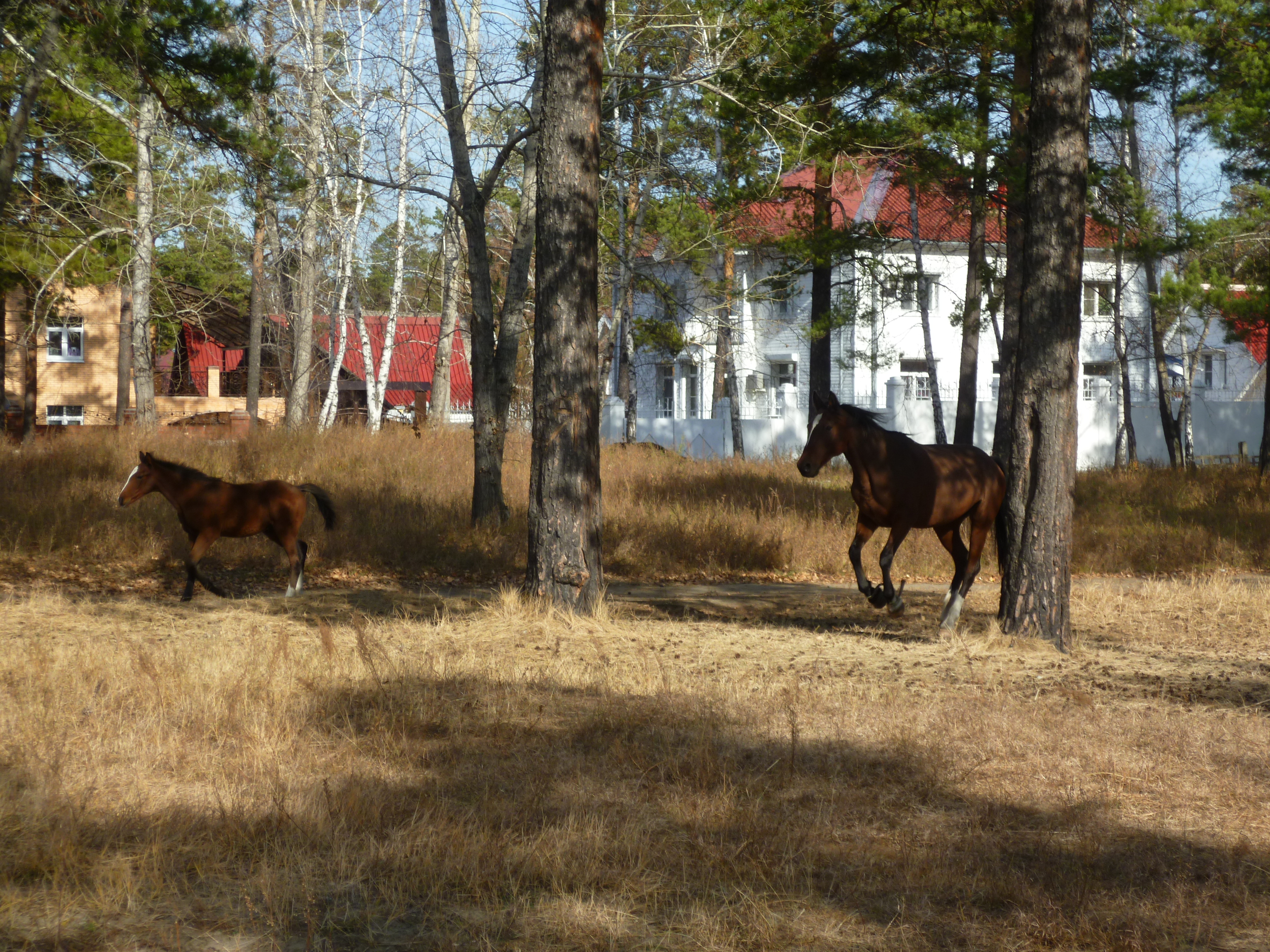 Же-ребёнок...