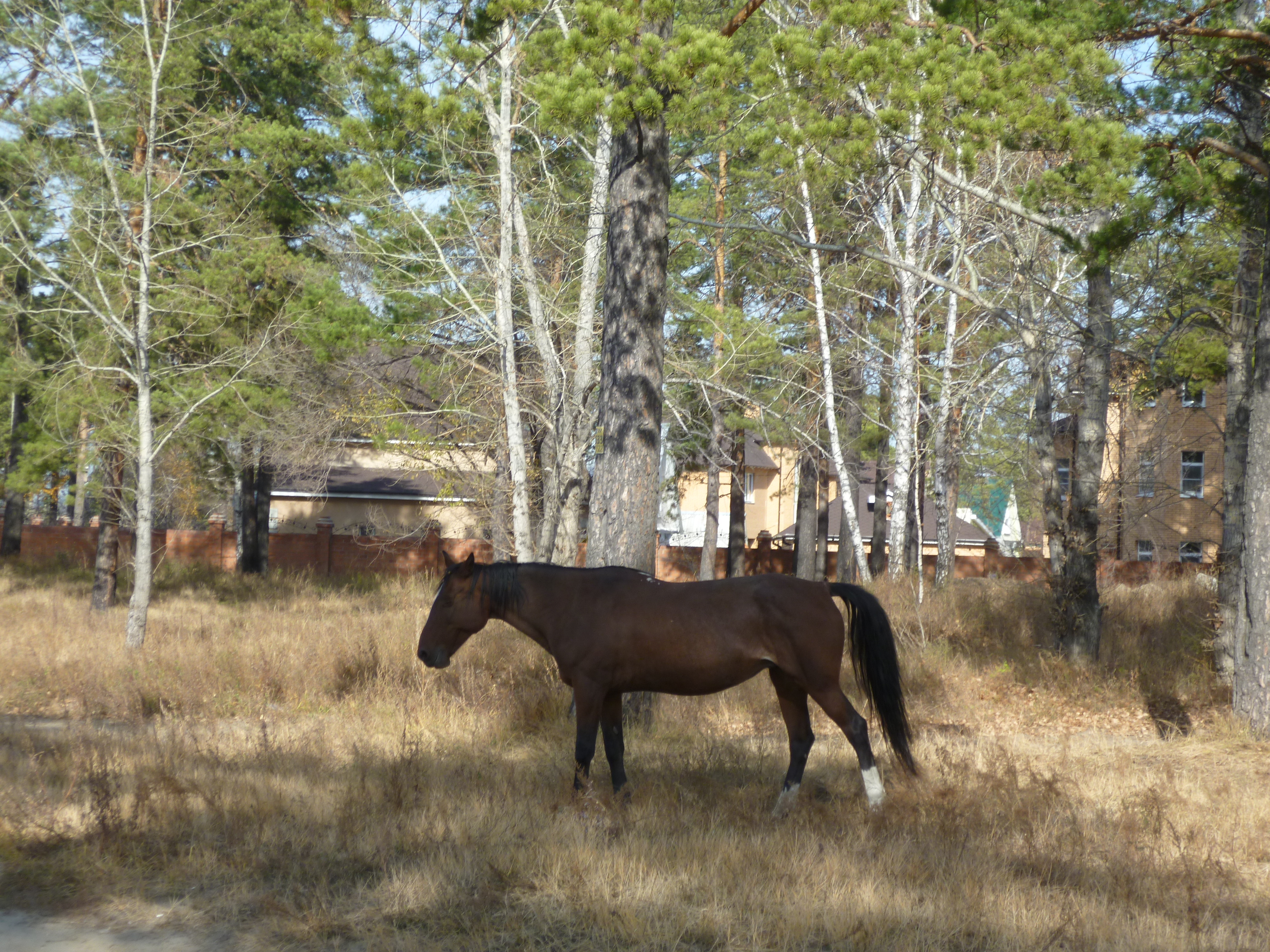 Ждёт команды пастуха (коне-вожатого)...