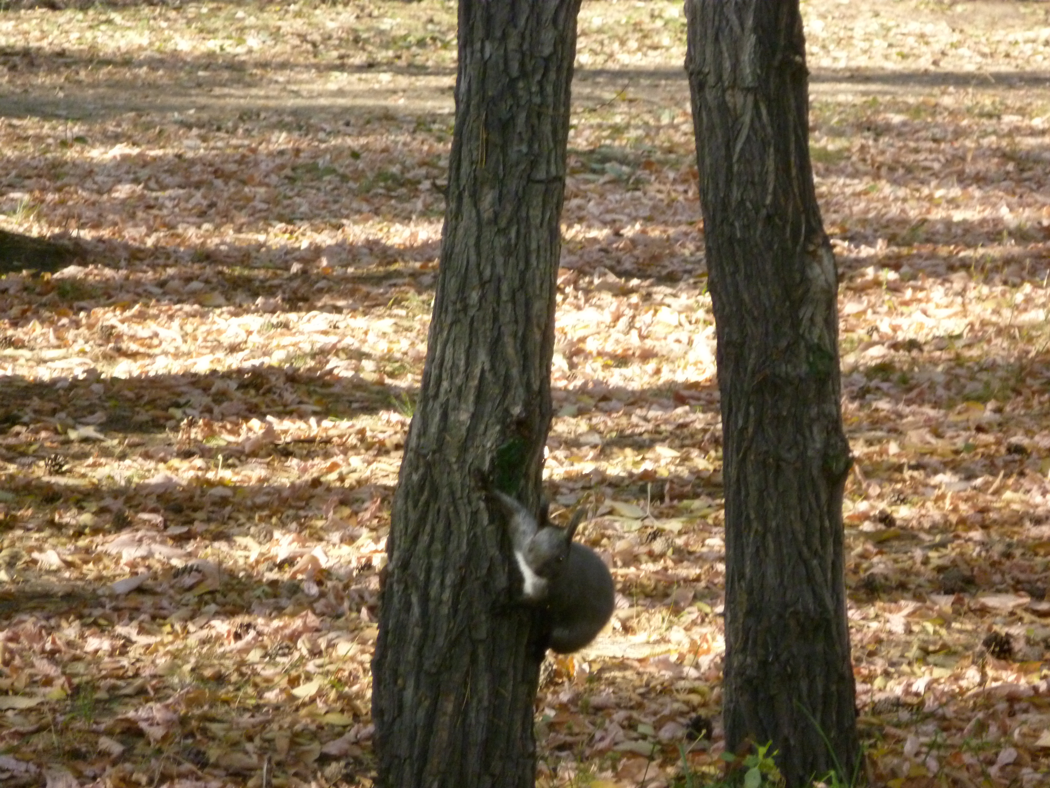 Поймай белочку...