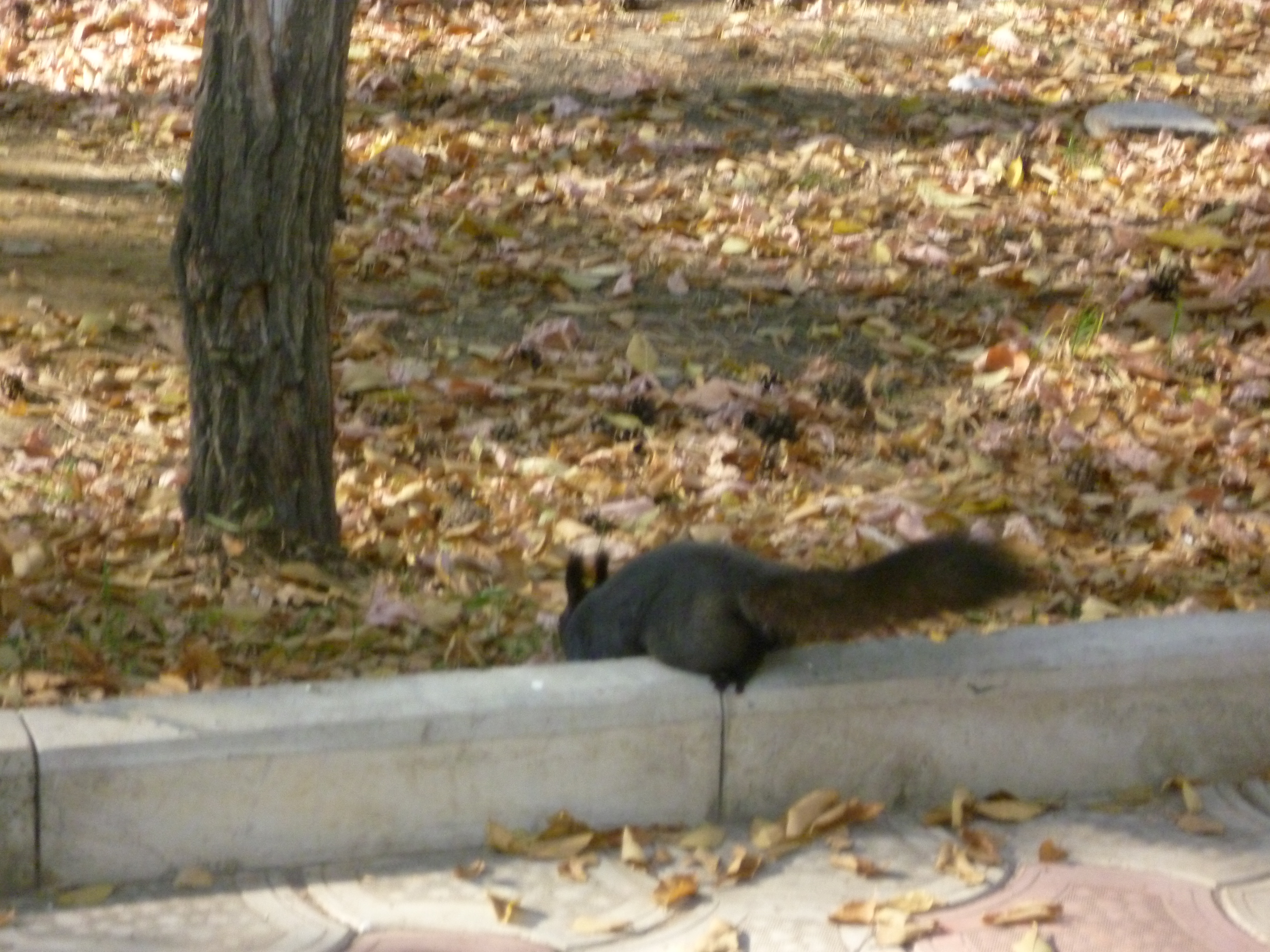 Через бардюр пешеходной дорожки...