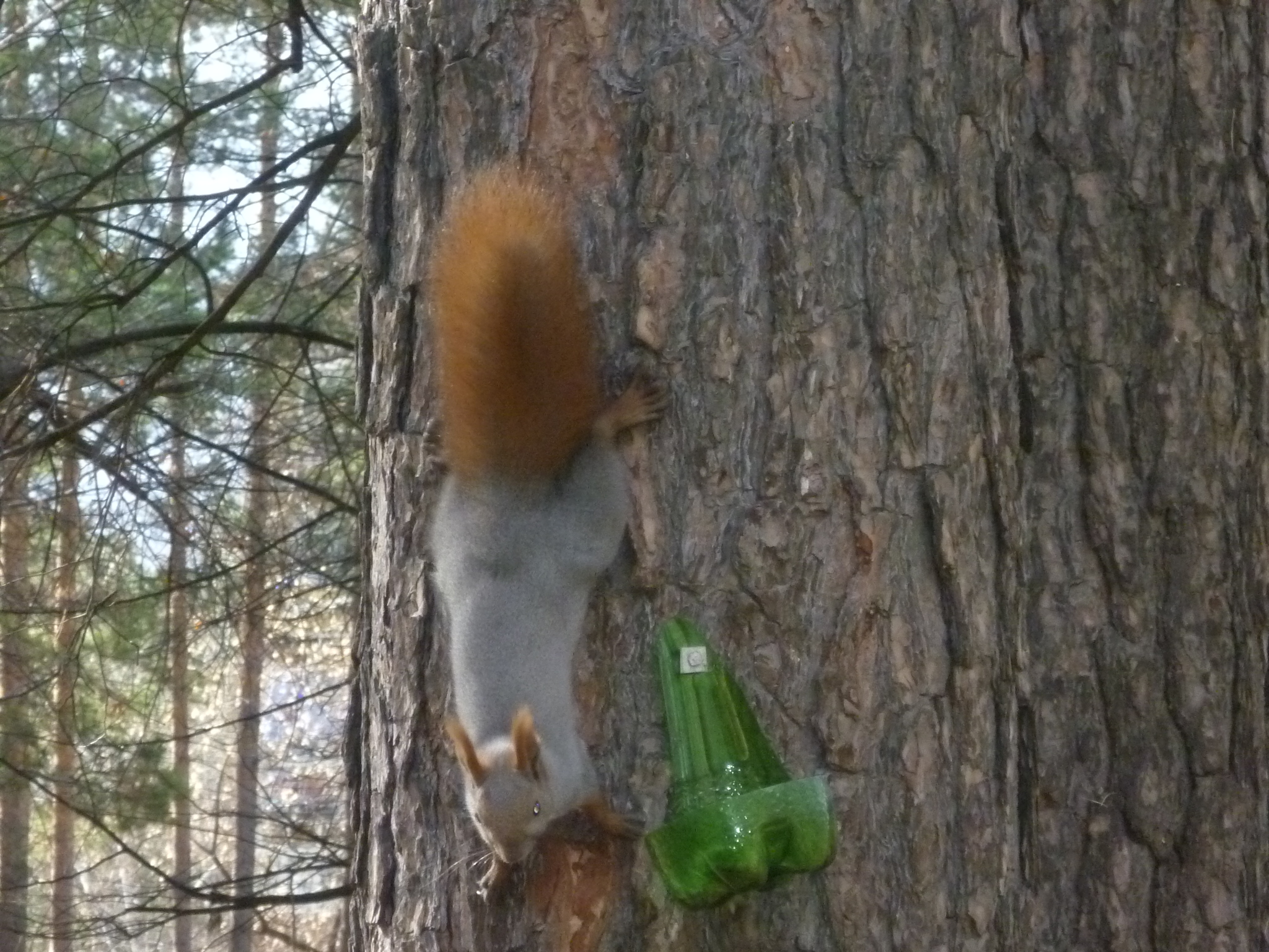 Поймай белочку... в объектив... :-)))