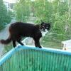 котэ-гуляка:)