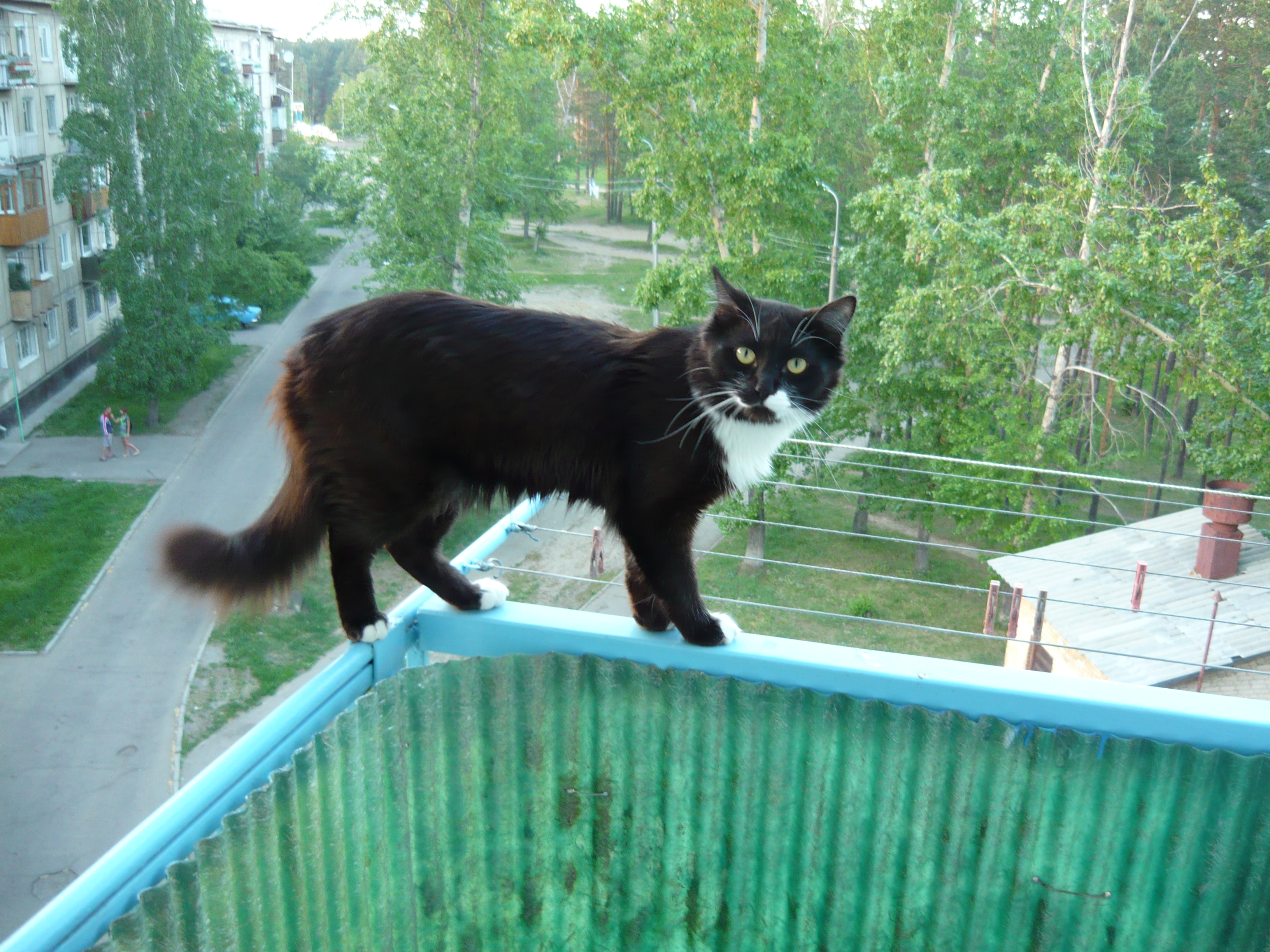 котэ-гуляка:)