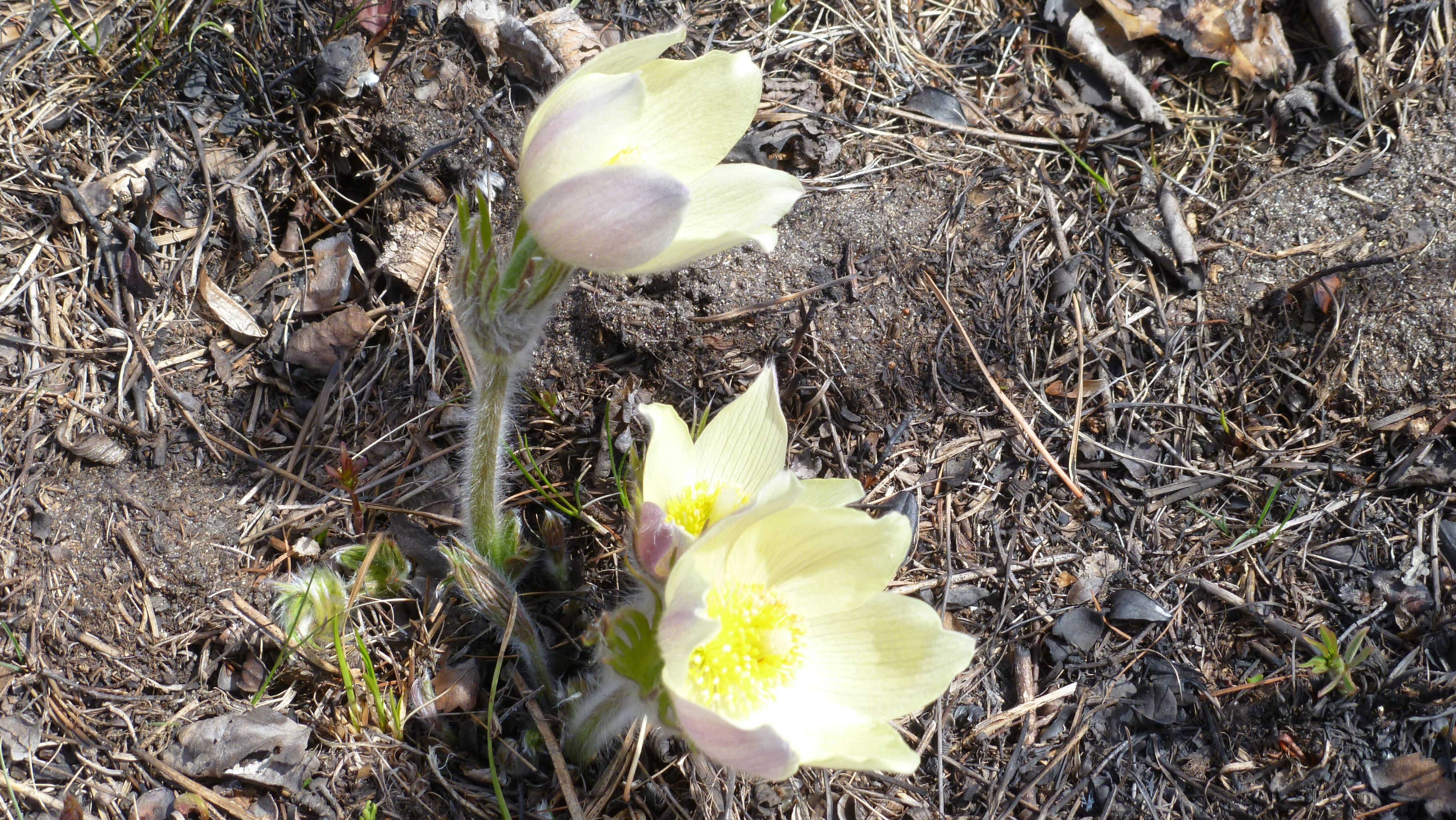 Подснежники