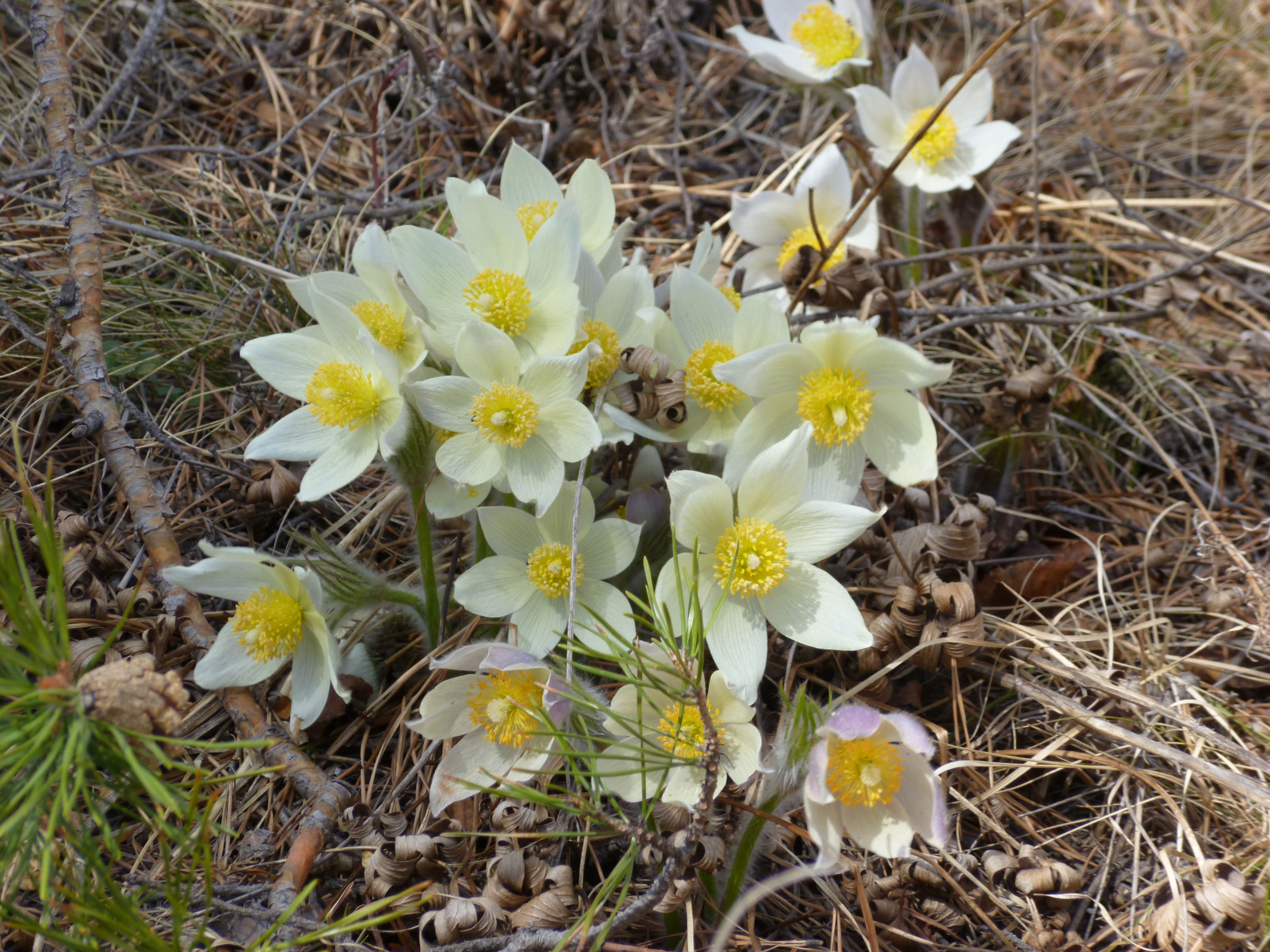 Подснежники