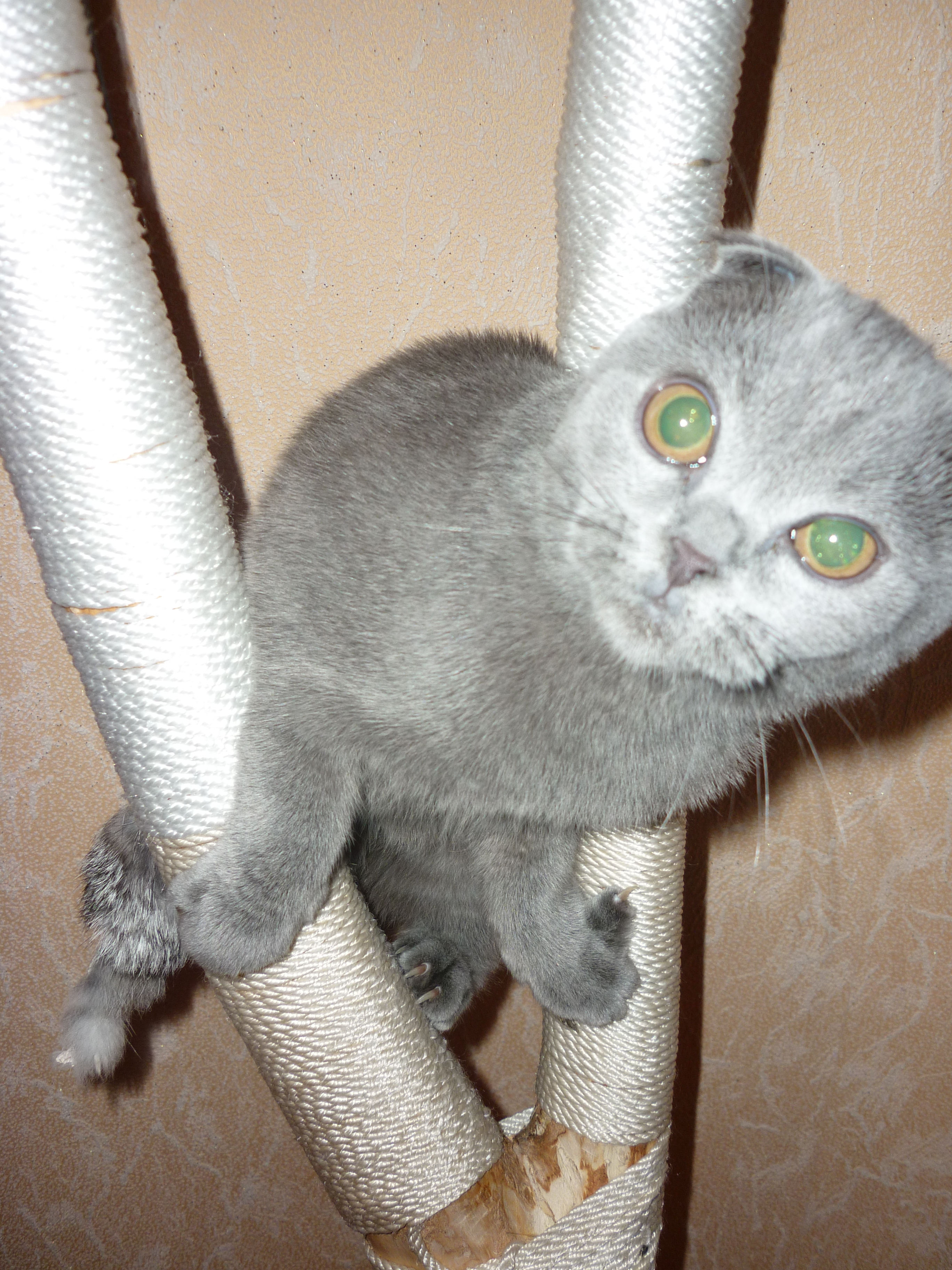 Ни у кого такой игрушки больше нету=)