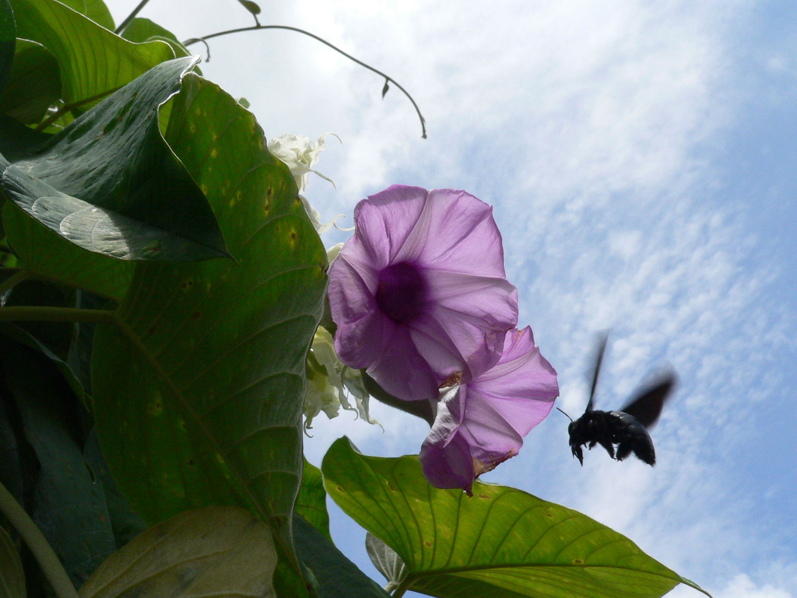 Мохнатый ШмеЛ