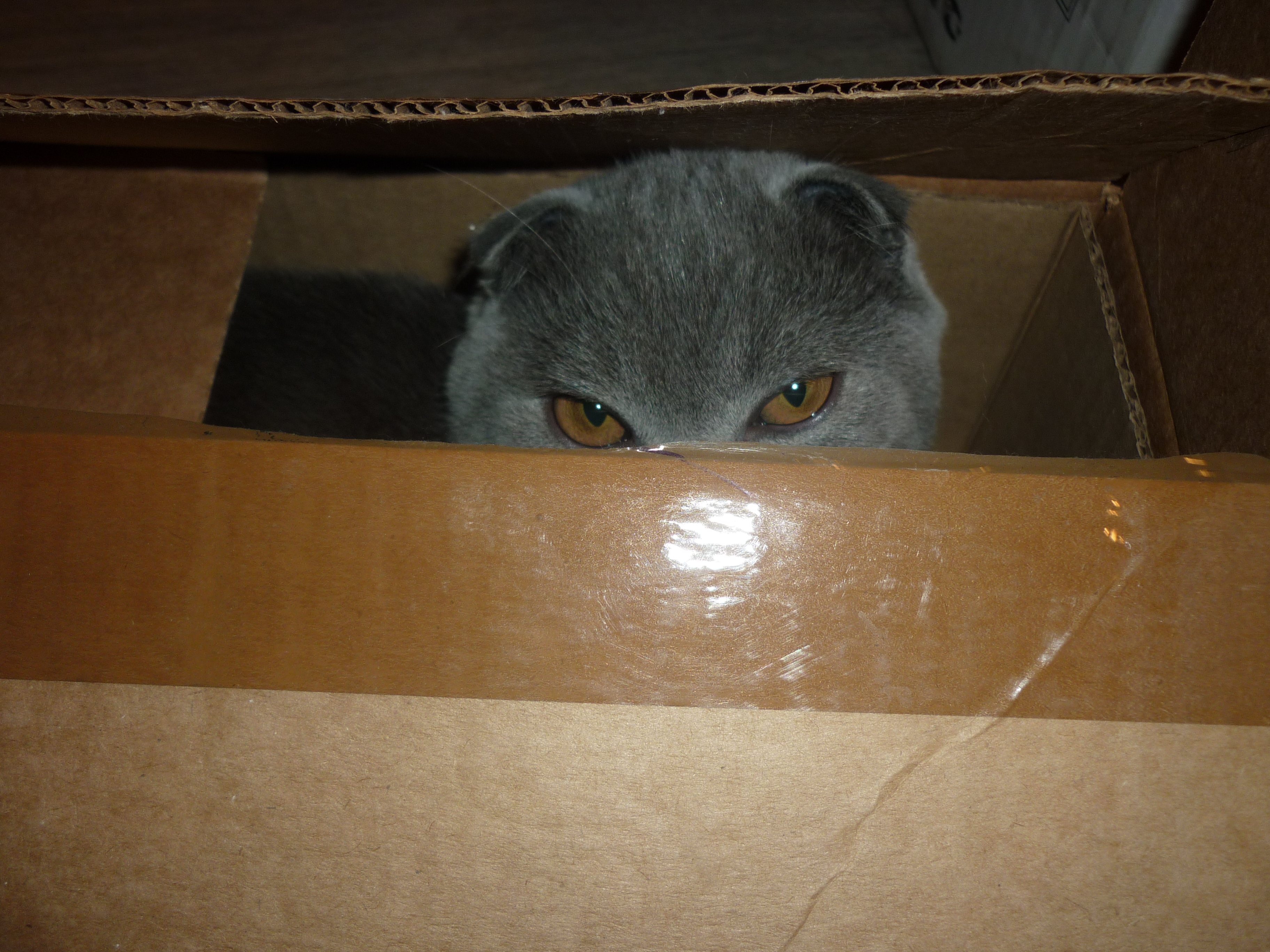 "Даже тут нашли" =)