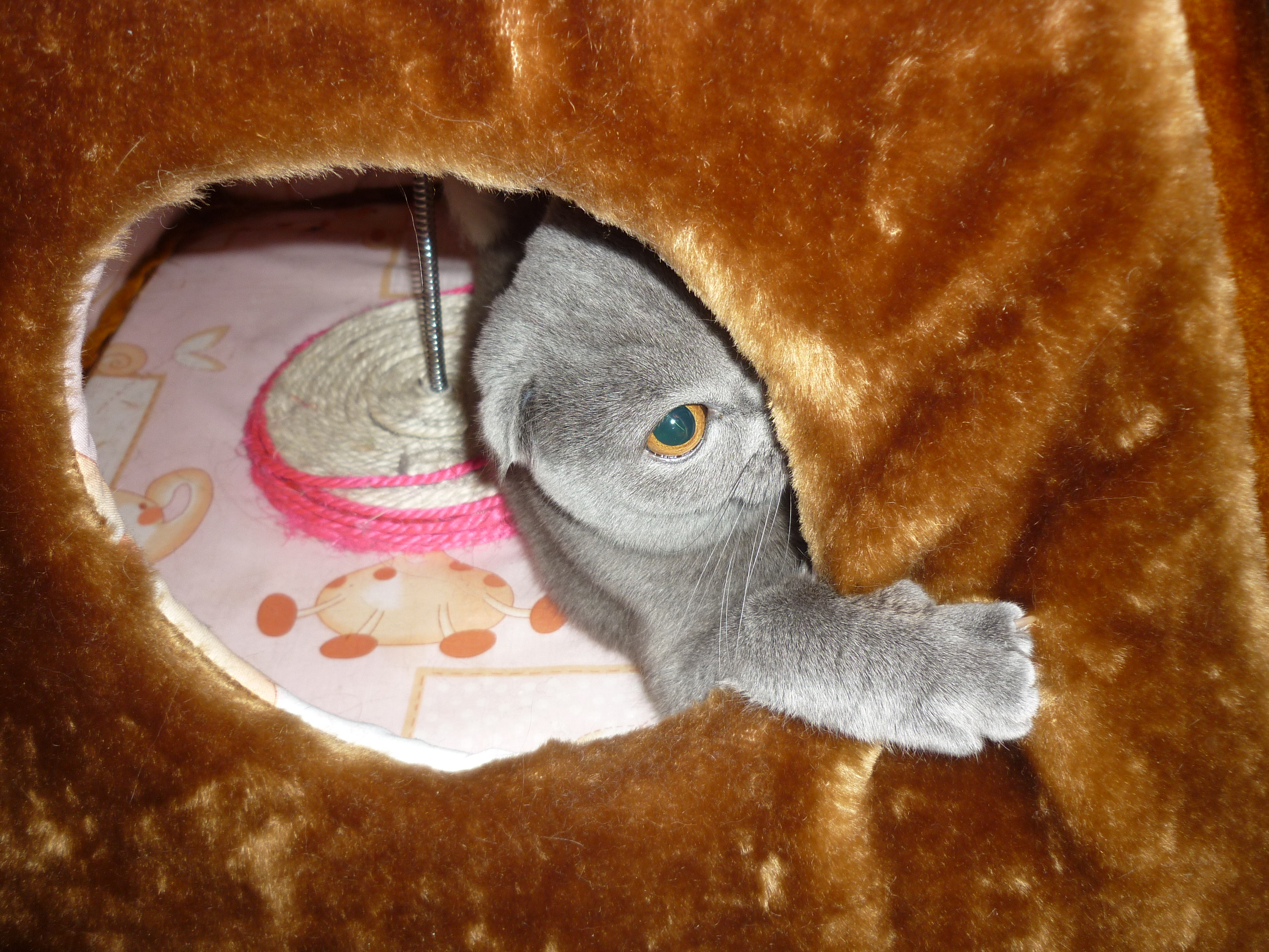 новый домик.